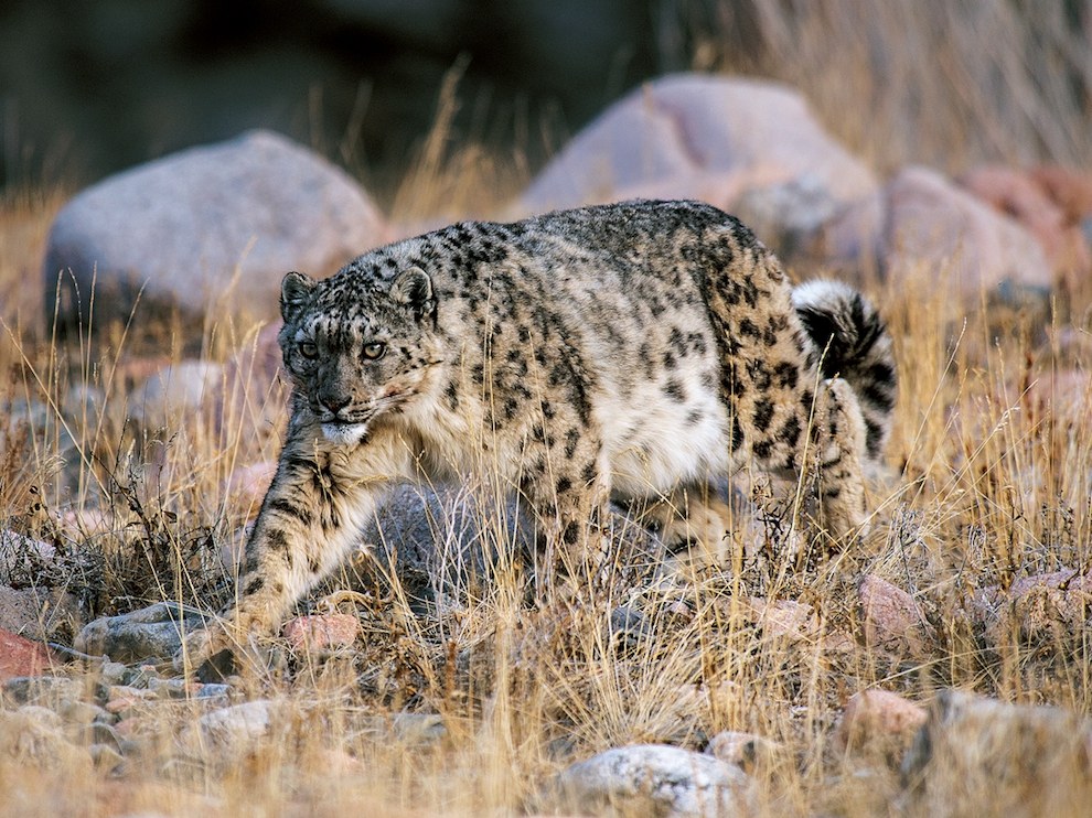 Snow Leopard, Mongolia