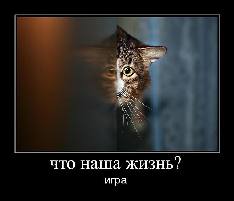 Что означает отсутствие. Паранойя демотиватор. Паранойя слежки. Параноик демотиватор. Паранойя прикол.